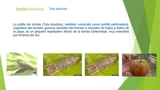 Familia: Gelechiidae Tuta absoluta
La polilla del tomate (Tuta absoluta), también conocida como polilla perforadora,
cogollero del tomate, gusano minador del tomate o minador de hojas y tallos de
la papa, es un pequeño lepidóptero ditrisio de la familia Gelechiidae, muy extendida
por América del Sur.
 