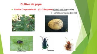 Cultivo de papa
 Familia Chrysomelidae: (O: Coleoptera) Epitrix arilana (costa)
: Epitrix parbulata (sierra)
 