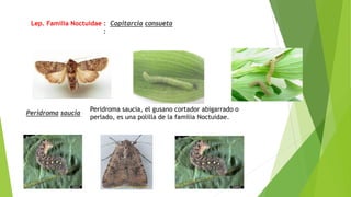 Lep. Familia Noctuidae : Copitarcia consueta
:
Peridroma saucia
Peridroma saucia, el gusano cortador abigarrado o
perlado, es una polilla de la familia Noctuidae.
 