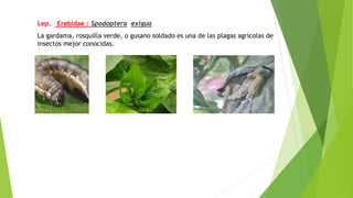 Lep. Erebidae : Spodoptera exigua
La gardama, rosquilla verde, o gusano soldado es una de las plagas agrícolas de
insectos mejor conocidas.
 