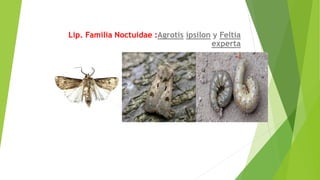 Lip. Familia Noctuidae :Agrotis ípsilon y Feltia
experta
 