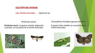 Cultivo de citicos
Lep. Familia noctuidae : copitarcia sp.
Peridroma saucia Chrysodeixis includens (gusano medidor)
El gusano falso medidor es una polilla de la
familia Noctuidae.
Peridroma saucia, el gusano cortador abigarrado
o perlado, es una polilla de la familia Noctuidae
 