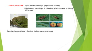 Familia Torticidae : Agirotaenia sphaleropa (pegador de brotes)
Familia Chrysomelidae : Epirix y Diabrotica en ocaciones
Argyrotaenia sphaleropa es una especie de polilla de la familia
Tortricidae.
 