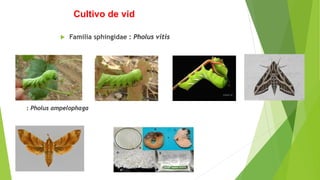 Cultivo de vid
 Familia sphingidae : Pholus vitis
: Pholus ampelophaga
 