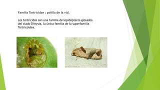 Familia Tortricidae : polilla de la vid.
Los tortrícidos son una familia de lepidópteros glosados
del clado Ditrysia, la única familia de la superfamilia
Tortricoidea.
 