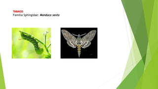 TABACO
Familia Sphingidae: Manduca sexta
 