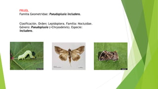 Clasificación. Orden: Lepidoptera. Familia: Noctuidae.
Género: Pseudoplusia (=Chrysodeixis). Especie:
includens.
FRIJOL
Familia Geometridae: Pseudoplusia includens.
 