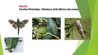 PALTO:
Familia Phichidae: Oiketicus kirbi (Bicho del cesto)
 