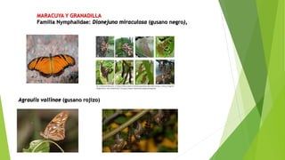 MARACUYA Y GRANADILLA
Familia Nymphalidae: Dionejuno miraculosa (gusano negro),
Agraulis vallinae (gusano rojizo)
 