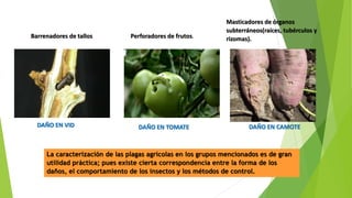 Barrenadores de tallos Perforadores de frutos.
Masticadores de órganos
subterráneos(raíces, tubérculos y
rizomas).
La caracterización de las plagas agrícolas en los grupos mencionados es de gran
utilidad práctica; pues existe cierta correspondencia entre la forma de los
daños, el comportamiento de los insectos y los métodos de control.
DAÑO EN VID DAÑO EN TOMATE DAÑO EN CAMOTE
 