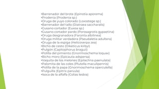 •Barrenador del brote (Epinotia aporema)
•Prodenia (Prodenia sp.)
•Oruga de yuyo colorado (Loxostege sp.)
•Barrenador del tallo (Diatraea saccharalis)
•Gusano cortador (Euxoa sp.)
•Gusano cortador pardo (Porosagrotis gypaetina)
•Oruga desgranadora (Faronta albilinea)
•Oruga militar verdadera (Pseudaletia adultera)
•Oruga de la espiga (Helicoverpa zea)
•Bicho de cesto (Oiketicus kirbyi)
•Pulgón (Capitophorus braguii)
•Polilla del pimiento (Gnorimoschema loquax)
•Bicho moro (Epicauta adspersa)
•Vaquita de los melones (Epilachna paenulata)
•Palomita de las coles (Plutella maculipennis)
•Polilla de la papa (Gnorimoschema operculella)
•Pulguilla (Epitrix parvula)
•Isoca de la alfalfa (Colias lesbia)
 