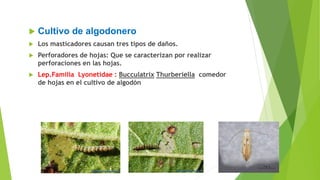  Cultivo de algodonero
 Los masticadores causan tres tipos de daños.
 Perforadores de hojas: Que se caracterizan por realizar
perforaciones en las hojas.
 Lep.Familia Lyonetidae : Bucculatrix Thurberiella comedor
de hojas en el cultivo de algodón
 