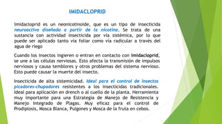 IMIDACLOPRID
Imidacloprid es un neonicotinoide, que es un tipo de insecticida
neuroactivo diseñado a partir de la nicotina. Se trata de una
sustancia con actividad insecticida por vía sistémica, por lo que
puede ser aplicado tanto vía foliar como vía radicular a través del
agua de riego
Cuando los insectos ingieren o entran en contacto con imidacloprid,
se une a las células nerviosas. Esto afecta la transmisión de impulsos
nerviosos y causa temblores y otros problemas del sistema nervioso.
Esto puede causar la muerte del insecto.
Insecticida de alta sistemicidad. Ideal para el control de insectos
picadores-chupadores resistentes a los insecticidas tradicionales.
Ideal para aplicación en drench o al cuello de la planta. Herramienta
muy importante para una Estrategia de Manejo de Resistencia y
Manejo Integrado de Plagas. Muy eficaz para el control de
Prodiplosis, Mosca Blanca, Pulgones y Mosca de la fruta en cebos.
 