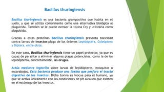 Bacillus thuringiensis
Bacillus thuringiensis es una bacteria grampositiva que habita en el
suelo, y que se utiliza comúnmente como una alternativa biológica al
plaguicida. También se le puede extraer la toxina Cry y utilizarla como
plaguicida.
Gracias a estas proteínas Bacillus thuringiensis presenta toxicidad
contra larvas de insectos-plaga de los órdenes Lepidóptera, Coleóptera
y Díptera, entre otros.
En este caso, Bacillus thuringiensis tiene un papel protector, ya que es
capaz de parasitar y eliminar algunas plagas potenciales, como la de los
lepidópteros, concretamente, las orugas.
Actúa mediante ingestión sobre larvas de lepidópteros, mosquitos o
escarabajos. Esta bacteria produce una toxina que perfora el tracto
digestivo de los insectos. Dicha toxina es inocua para el humano, ya
que se activa únicamente con las condiciones de pH alcalino que existen
en el estómago de los insectos.
 