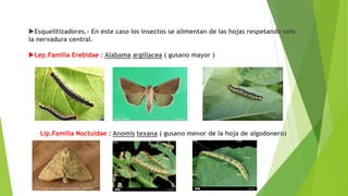Esquelitizadores.- En este caso los insectos se alimentan de las hojas respetando solo
la nervadura central.
Lep.Familia Erebidae : Alabama argillacea ( gusano mayor )
Lip.Familia Noctuidae : Anomis texana ( gusano menor de la hoja de algodonero)
 
