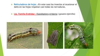  Reticuladores de hojas .-En este caso los insectos al ocasionar el
daño en las hojas respetan casi todas las nervaduras.
 Lip. Familia Erebidae : Espodoptera eridania ( gusano ejercito)
 