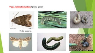 Lip. Familia Noctuidae :Agrotis ípsilon
Feltia experta
 