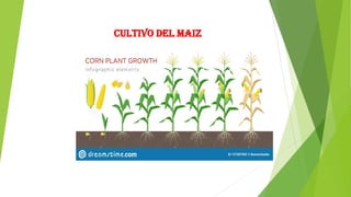 Cultivo del Maiz
 
