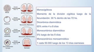 Monocigóticos
Momento de la división cigótica luego de la
fecundación: 30 % dentro de las 72 hs.
Dicoriónica diamniótica
65% entre 4 a 8 días
Monocoriónico diamniótico
5% luego de los 8 días
Monocoriónico monoamniótico
1 cada 50.000 luego de los 13 días siameses
 
