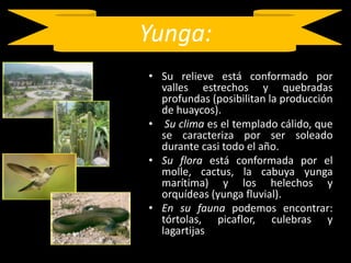 Yunga:Su relieve está conformado por valles estrechos y quebradas profundas (posibilitan la producción de huaycos).Su clima es el templado cálido, que se caracteriza por ser soleado durante casi todo el año.Su flora está conformada por el molle, cactus, la cabuya yunga marítima) y los helechos y orquídeas (yunga fluvial).En su fauna podemos encontrar: tórtolas, picaflor, culebras y lagartijas.