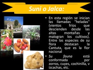 Suni o Jalca:En esta región se inician las llamadas "heladas" (vientos fríos que descienden desde las altas montañas y malogran los cultivos). Entre las especies de su flora destacan la Cantuta, que es la flor nacionalSu fauna está conformada por zorros, cuyes, cochinilla, vizcachas, etc.