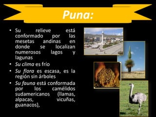 Puna:Su relieve está conformado por las mesetas andinas en donde se localizan numerosos lagos y lagunasSu clima es fríoSu flora es escasa, es la región sin árbolesSu fauna está conformada por los camélidos sudamericanos (llamas, alpacas, vicuñas, guanacos), 