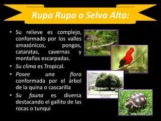 Rupa Rupa o Selva Alta:Su relieve es complejo, conformado por los valles amazónicos, pongos, cataratas, cavernas y montañas escarpadas. Su clima es Tropical.Posee una flora conformada por el árbol de la quina o cascarillaSu fauna es diversa destacando el gallito de las rocas o tunqui