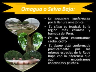 Omagua o Selva Baja:Se encuentra conformado por la llanura amazónica. Su clima es tropical. Es la región más calurosa y húmeda del Perú. En su flora encontramos caoba, cedro  Su fauna está conformada prácticamente por las mismas especies de la Rupa Rupa con la diferencia que aquí encontramos anacondas y paiches.