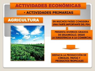 ACTIVIDADES ECONÓMICAS
• ACTIVIDADES PRIMARIAS
AGRICULTURA
PRESENTA DIVERSOS GRADOS
DE DESARROLLO, DESDE
LA SUBSISTENCIA A LA COMERCIAL
EN MUCHOS PAÍSES CONSIDERA
UNA PARTE IMPORTANTE DEL PEA
DESTACA LA PRODUCCIÓN DE
CEREALES, FRUTAS Y
PRODUCTOS TROPICALES
 