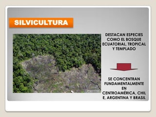 SE CONCENTRAN
FUNDAMENTALMENTE
EN
CENTROAMÉRICA, CHIL
E, ARGENTINA Y BRASIL
DESTACAN ESPECIES
COMO EL BOSQUE
ECUATORIAL, TROPICAL
Y TEMPLADO
SILVICULTURA
 