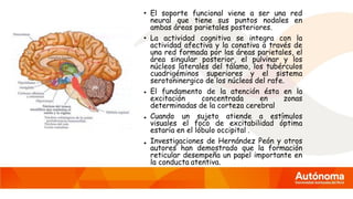 •
•
•
• El soporte funcional viene a ser una red
neural que tiene sus puntos nodales en
ambas áreas parietales posteriores.
• La actividad cognitiva se integra con la
actividad afectiva y la conativa a través de
una red formada por las áreas parietales, el
área singular posterior, el pulvinar y los
núcleos laterales del tálamo, los tubérculos
cuadrigéminos superiores y el sistema
serotoninergico de los núcleos del rafe.
El fundamento de la atención ésta en la
excitación concentrada en zonas
determinadas de la corteza cerebral
Cuando un sujeto atiende a estímulos
visuales el foco de excitabilidad óptima
estaría en el lóbulo occipital .
Investigaciones de Hernández Peón y otros
autores han demostrado que la formación
reticular desempeña un papel importante en
la conducta atentiva.
 