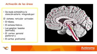 • De modo sistemático la
atención estaría integrada por:
El sistema reticular activador.
• El tálamo.
• El sistema límbico.
• Los ganglios basales
(estriado).
• El cortex parietal
posterior y
• El cortex prefrontal.
Activación de las áreas
 
