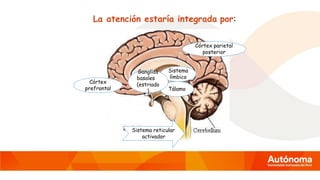 La atención estaría integrada por:
Sistema reticular
activador
Tálamo
Sistema
límbico
Ganglios
basales
(estriado
)
Córtex parietal
posterior
Córtex
prefrontal
 