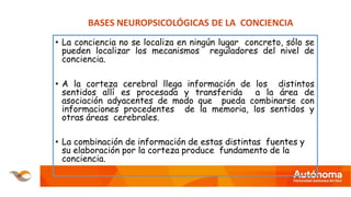 • La conciencia no se localiza en ningún lugar concreto, sólo se
pueden localizar los mecanismos reguladores del nivel de
conciencia.
• A la corteza cerebral llega información de los distintos
sentidos allí es procesada y transferida a la área de
asociación adyacentes de modo que pueda combinarse con
informaciones procedentes de la memoria, los sentidos y
otras áreas cerebrales.
• La combinación de información de estas distintas fuentes y
su elaboración por la corteza produce fundamento de la
conciencia.
BASES NEUROPSICOLÓGICAS DE LA CONCIENCIA
 