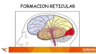 FORMACION RETICULAR
 