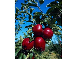 Sesión 4 - Memorización Bíblica