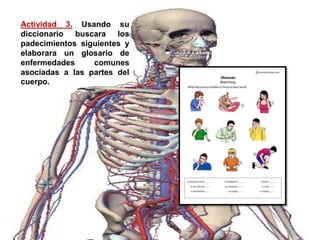 Actividad 3. Usando su 
diccionario buscara los 
padecimientos siguientes y 
elaborara un glosario de 
enfermedades comunes 
asociadas a las partes del 
cuerpo. 
 