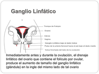 Ganglio Linfático
Inmediatamente antes y durante la ovulación, el drenaje
linfático del ovario que contiene el folículo por ovular,
produce el aumento de tamaño del ganglio linfático
(glándula) en la ingle del mismo lado de tal ovario
 