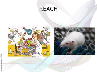 Layout by orngjce223, CC-BY




                              REACH
 