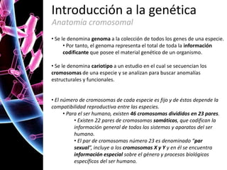 Introducción a la genética
Anatomía cromosomal
• Se le denomina genoma a la colección de todos los genes de una especie.
• Por tanto, el genoma representa el total de toda la información
codificante que posee el material genético de un organismo.
• Se le denomina cariotipo a un estudio en el cual se secuencian los
cromosomas de una especie y se analizan para buscar anomalías
estructurales y funcionales.
• El número de cromosomas de cada especie es fijo y de éstos depende la
compatibilidad reproductiva entre las especies.
• Para el ser humano, existen 46 cromosomas divididos en 23 pares.
• Existen 22 pares de cromosomas somáticos, que codifican la
información general de todos los sistemas y aparatos del ser
humano.
• El par de cromosomas número 23 es denominado “par
sexual”, incluye a los cromosomas X y Y y en él se encuentra
información especial sobre el género y procesos biológicos
específicos del ser humano.

 