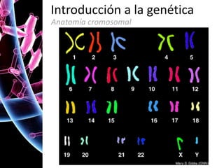 Introducción a la genética
Anatomía cromosomal

 