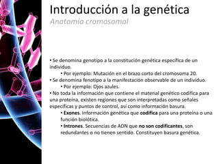 Introducción a la genética
Anatomía cromosomal

• Se denomina genotipo a la constitución genética específica de un
individuo.
• Por ejemplo: Mutación en el brazo corto del cromosoma 20.
• Se denomina fenotipo a la manifestación observable de un individuo.
• Por ejemplo: Ojos azules.
• No toda la información que contiene el material genético codifica para
una proteína, existen regiones que son interpretadas como señales
específicas y puntos de control, así como información basura.
• Exones. Información genética que codifica para una proteína o una
función biolótica.
• Intrones. Secuencias de ADN que no son codificantes, son
redundantes o no tienen sentido. Constituyen basura genética.

 