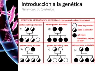 Introducción a la genética
Herencia: autosómica

 