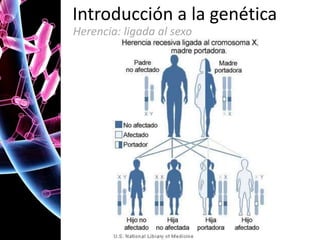 Introducción a la genética
Herencia: ligada al sexo

 