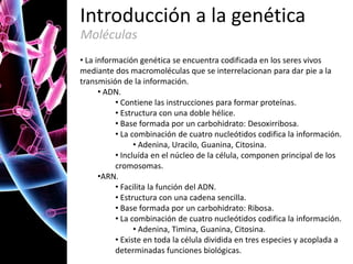 Introducción a la genética
Moléculas
• La información genética se encuentra codificada en los seres vivos
mediante dos macromoléculas que se interrelacionan para dar pie a la
transmisión de la información.
• ADN.
• Contiene las instrucciones para formar proteínas.
• Estructura con una doble hélice.
• Base formada por un carbohidrato: Desoxirribosa.
• La combinación de cuatro nucleótidos codifica la información.
• Adenina, Uracilo, Guanina, Citosina.
• Incluída en el núcleo de la célula, componen principal de los
cromosomas.
•ARN.
• Facilita la función del ADN.
• Estructura con una cadena sencilla.
• Base formada por un carbohidrato: Ribosa.
• La combinación de cuatro nucleótidos codifica la información.
• Adenina, Timina, Guanina, Citosina.
• Existe en toda la célula dividida en tres especies y acoplada a
determinadas funciones biológicas.

 