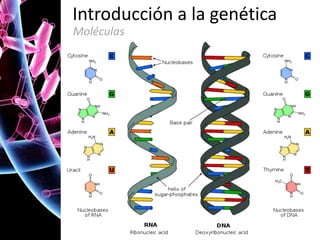 Introducción a la genética
Moléculas

 
