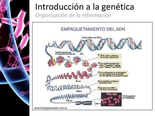 Introducción a la genética
Organización de la información

 