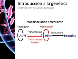 Introducción a la genética
Dogma central de la genética

 