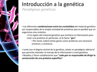 Introducción a la genética
Paradigmas genéticos

• Las diferentes combinaciones entre los nucleótidos del material genético
son responsables de la amplia variedad de proteínas que es posible que un
organismo vivo sintetice.
• A la región del material genético que contiene la información para
crear una proteína en particular, se le llama “gen”.
• Por tanto, habrá tantos genes como proteínas sea necesario
construir, y viceversa.
• Junto con el dogma central de la genética, existe un paradigma adicional
que permite entender el manejo de la información a nivel genético.
• Beadley y Tatum establecieron que “cada gen es responsable de dirigir la
construcción de una proteína específica”.

 