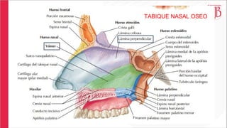 SESION 9 ANATOMIA DEL APARATO RESPIRATORIO.pdf